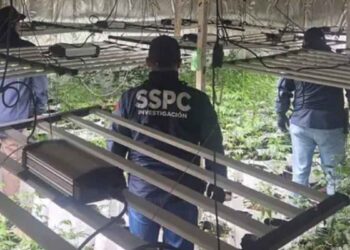 plantas Más de mil plantas de mariguana halladas en Iztacalco, Benito Juárez y Cuauhtémoc tras operativos de seguridad