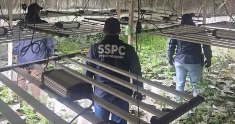 plantas Más de mil plantas de mariguana halladas en Iztacalco, Benito Juárez y Cuauhtémoc tras operativos de seguridad
