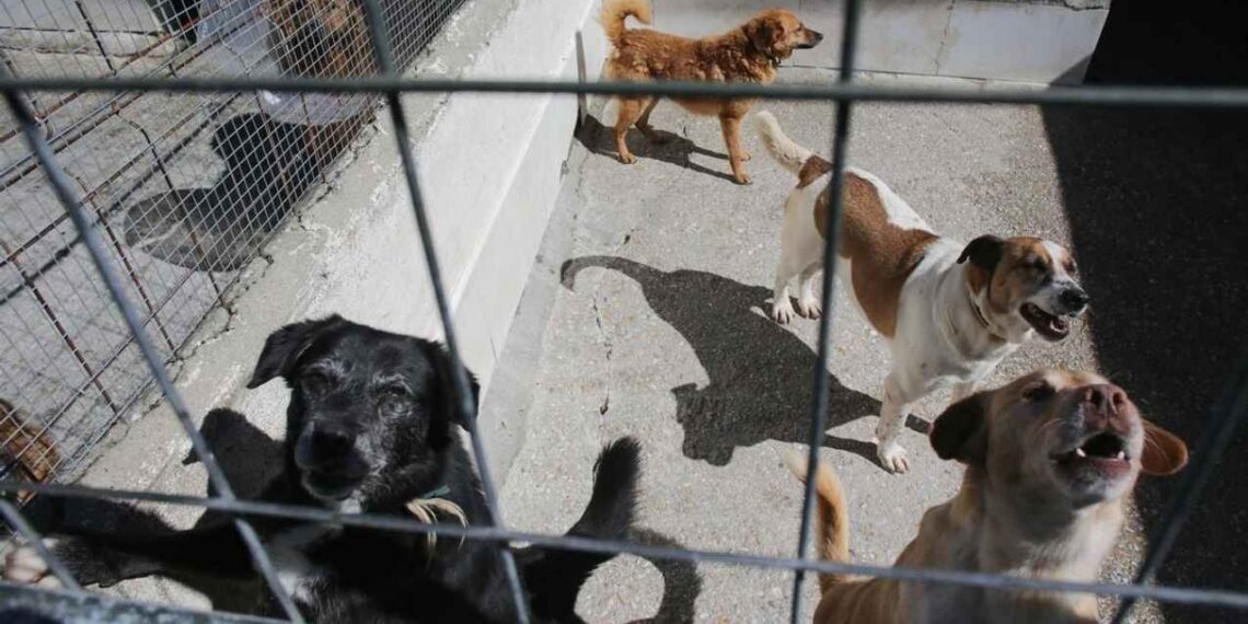 Nueva iniciativa en México busca un registro de agresores por violencia animal