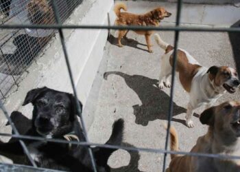 Nueva iniciativa en México busca un registro de agresores por violencia animal