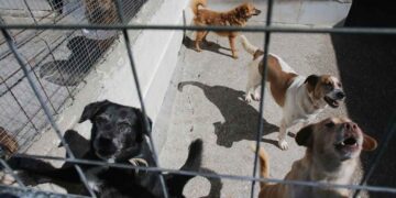 Nueva iniciativa en México busca un registro de agresores por violencia animal