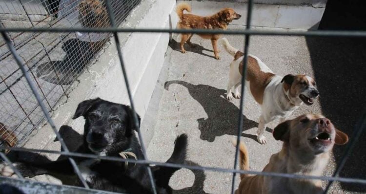 Nueva iniciativa en México busca un registro de agresores por violencia animal