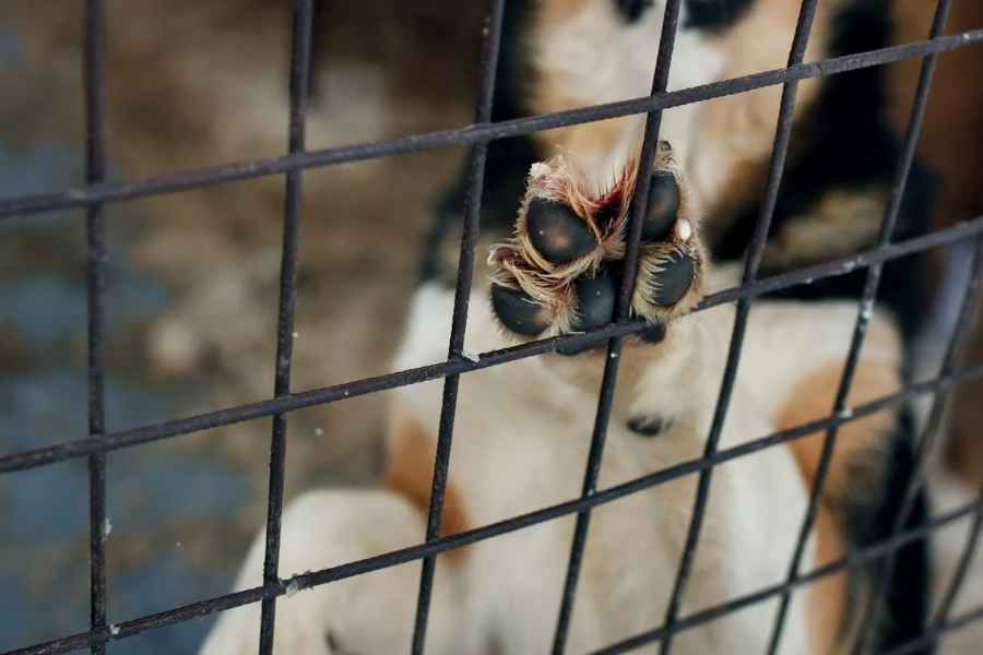 Nueva iniciativa en México busca un registro de agresores por violencia animal