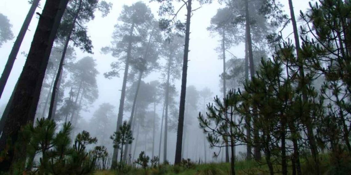 bosques productos forestales