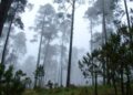 bosques productos forestales