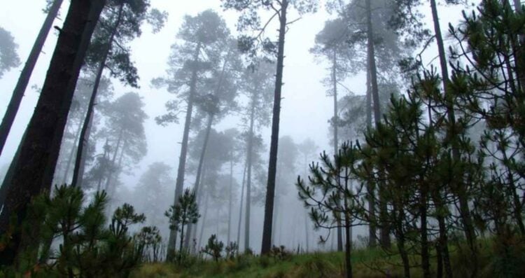 bosques productos forestales