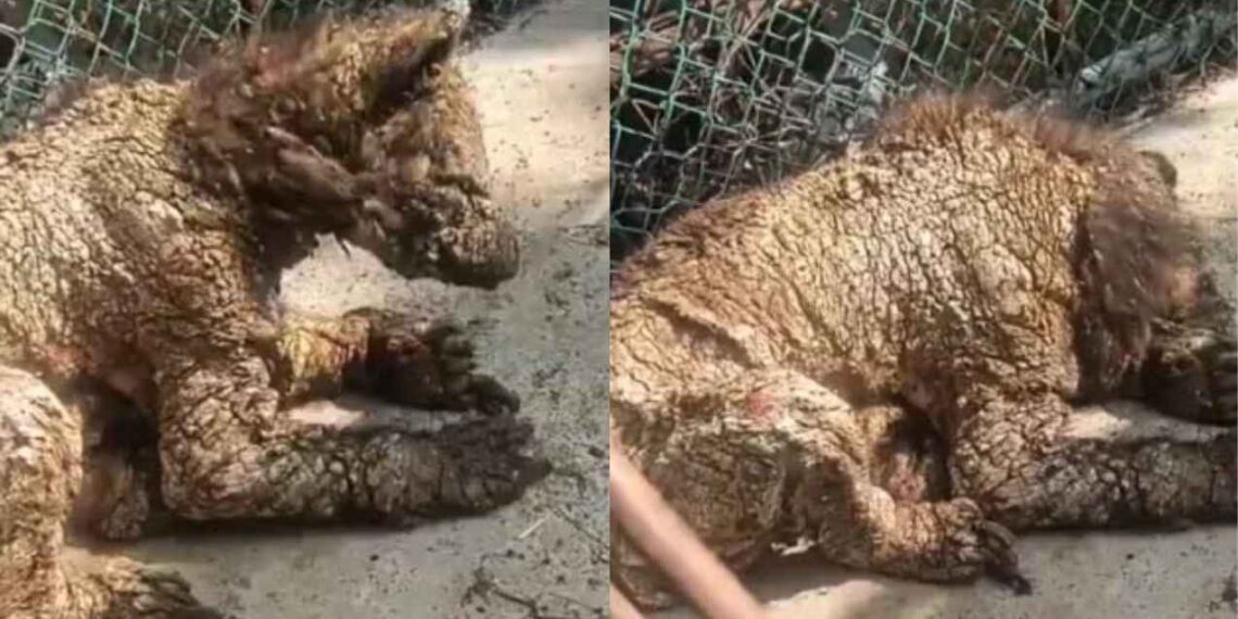 Piden rescate urgente osos en condiciones críticas dentro de zoológico en Monterrey