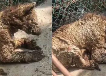 Piden rescate urgente osos en condiciones críticas dentro de zoológico en Monterrey