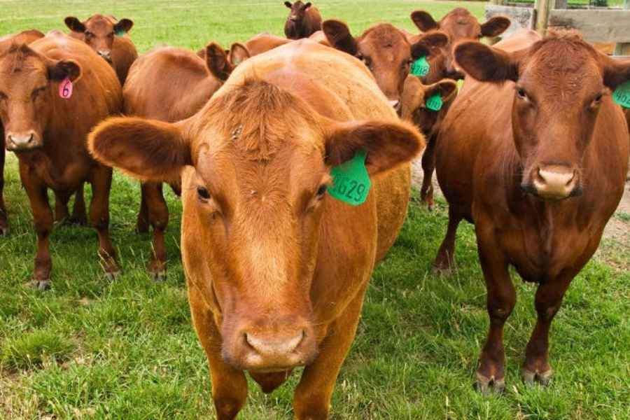 Tamaulipas Gusano Barrenador