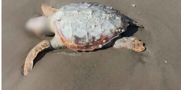 tortuga marina Matamoros