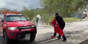 ataque abejas en Linares