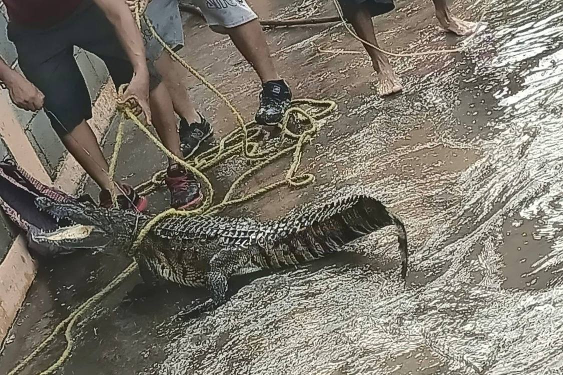 atrapan a cocodrilo en Ciudad Madero