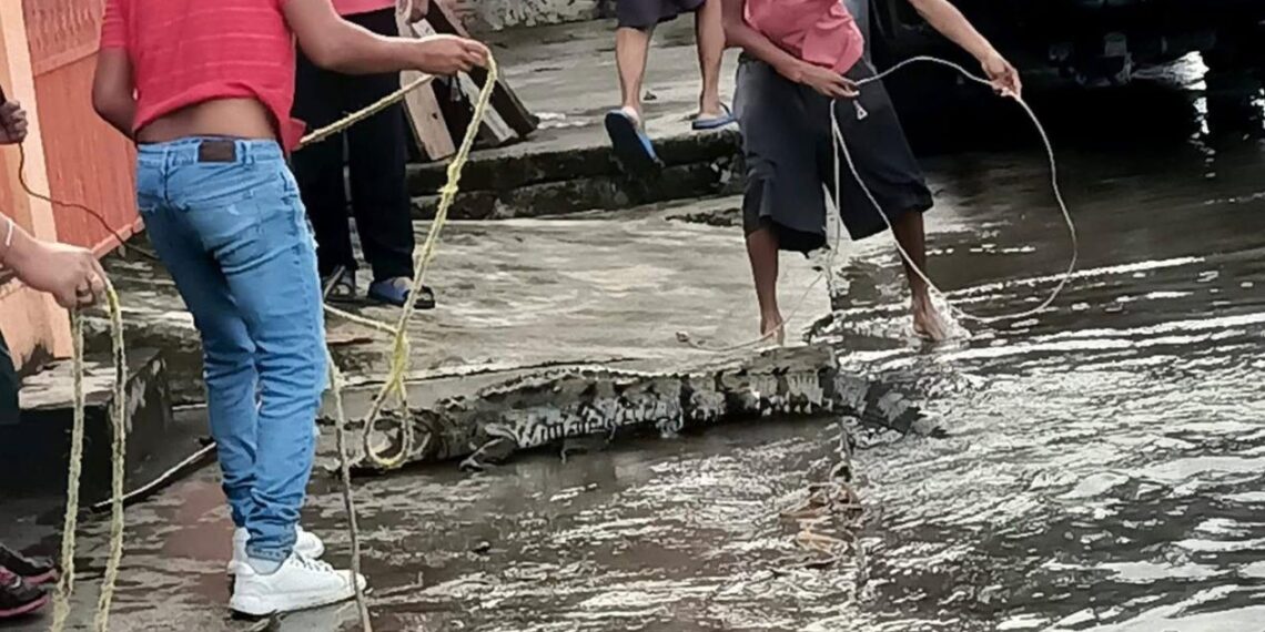 atrapan a cocodrilo en Ciudad Madero