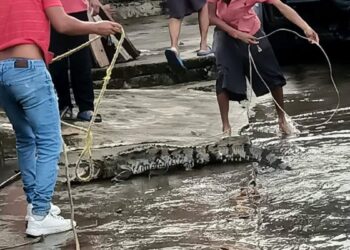atrapan a cocodrilo en Ciudad Madero