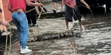 atrapan a cocodrilo en Ciudad Madero