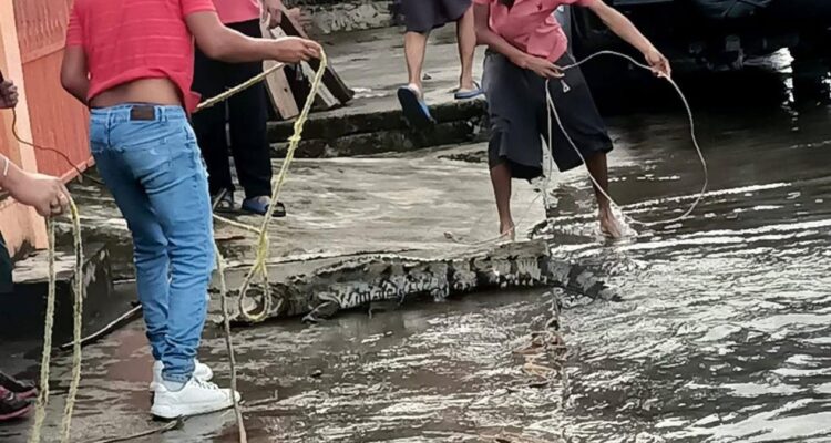 atrapan a cocodrilo en Ciudad Madero
