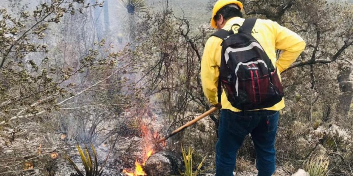 bombas de semillas en Tamaulipas