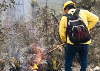 bombas de semillas en Tamaulipas