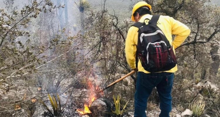 bombas de semillas en Tamaulipas