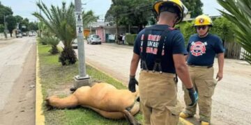 caballos abandonados Ciudad Madero