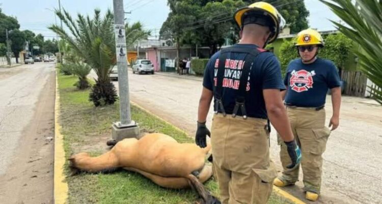 caballos abandonados Ciudad Madero