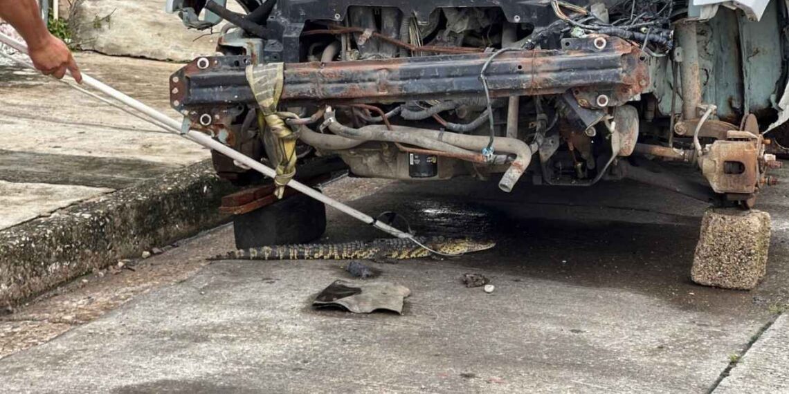 captura de cocodrilo en Tampico