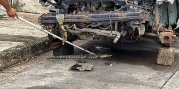 captura de cocodrilo en Tampico