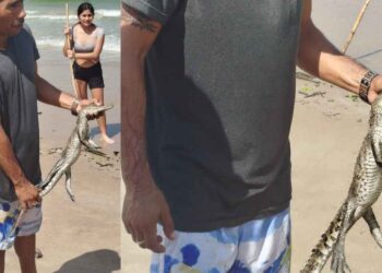 _cocodrilo en Playa Miramar