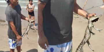_cocodrilo en Playa Miramar