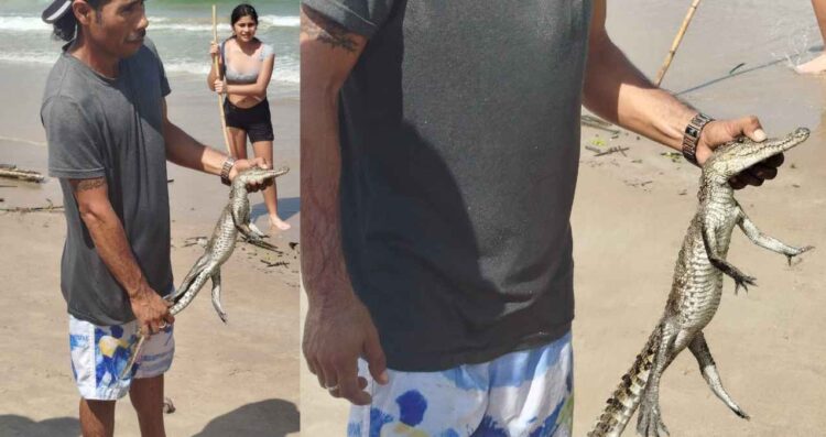 _cocodrilo en Playa Miramar