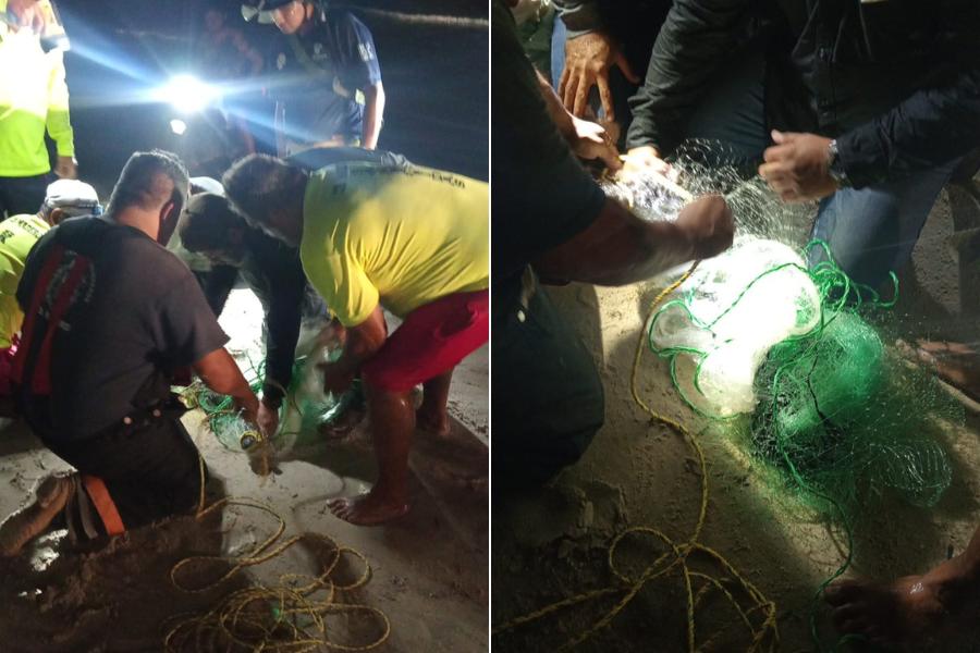 cocodrilo en Playa Miramar