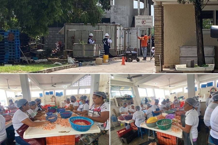 desalojo ASIPONA despicadoras Tampico