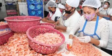 despicadoras de camarón Tampico