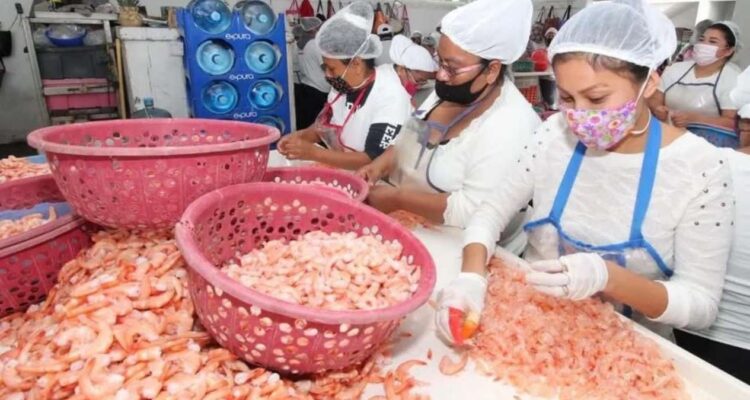 despicadoras de camarón Tampico