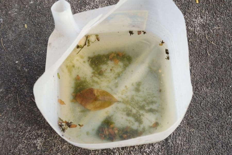 fumigación en colonias de Matamoros