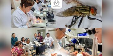 gusano barrenador en territorio de Tamaulipas