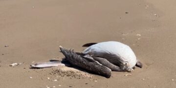 influenza aviar Matamoros