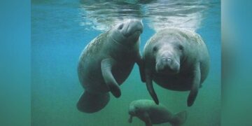 manatíes en Tamaulipas