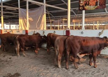 mejoramiento genético ganadero Matamoros