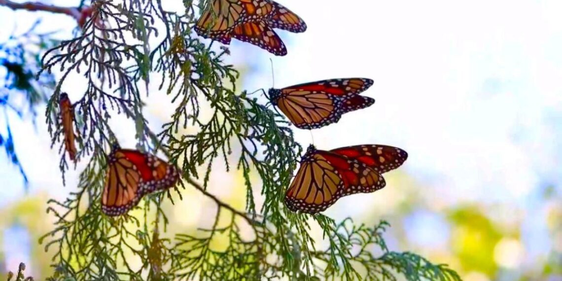 migración de la mariposa monarca