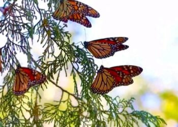 migración de la mariposa monarca