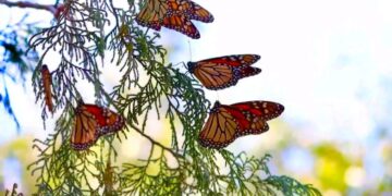 migración de la mariposa monarca