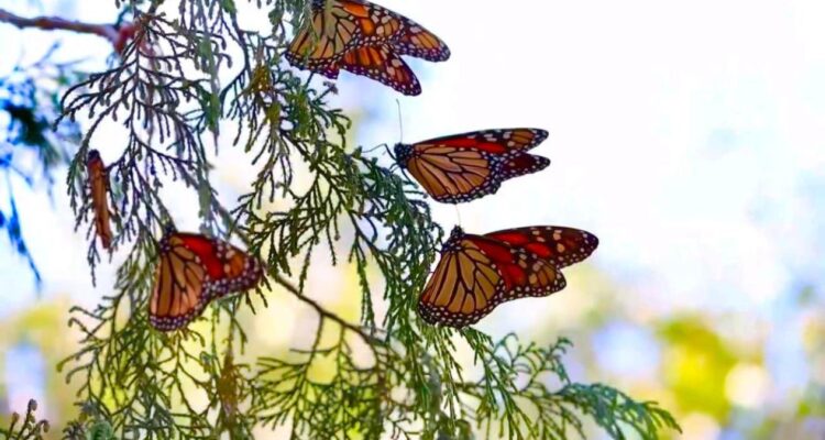 migración de la mariposa monarca