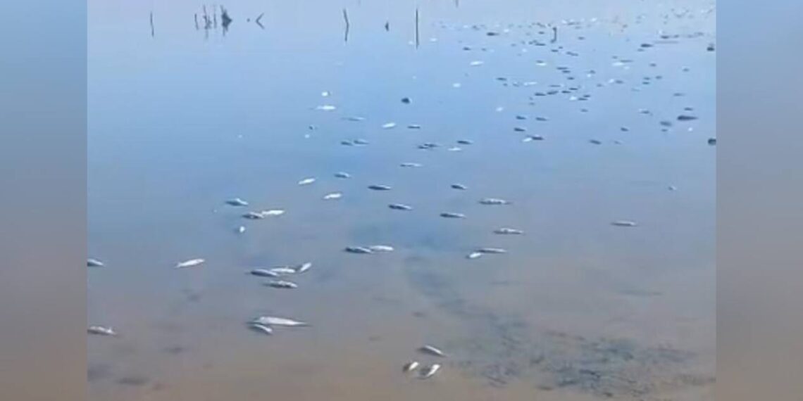 peces muertos en Matamoros