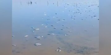 peces muertos en Matamoros