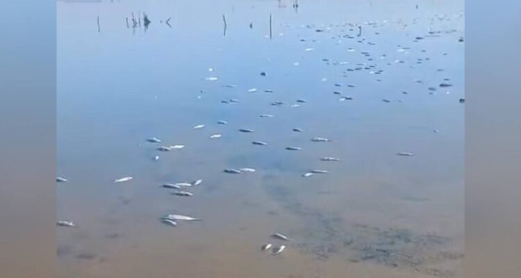 peces muertos en Matamoros