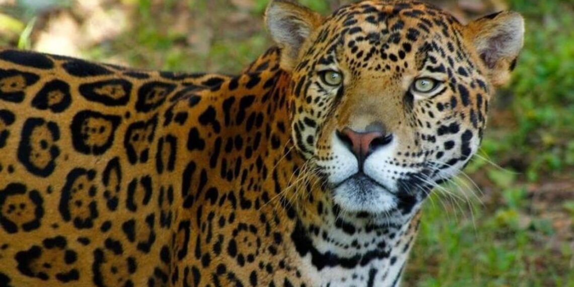 presencia de jaguares en Tamaulipas