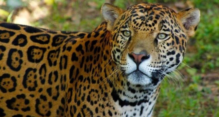 presencia de jaguares en Tamaulipas