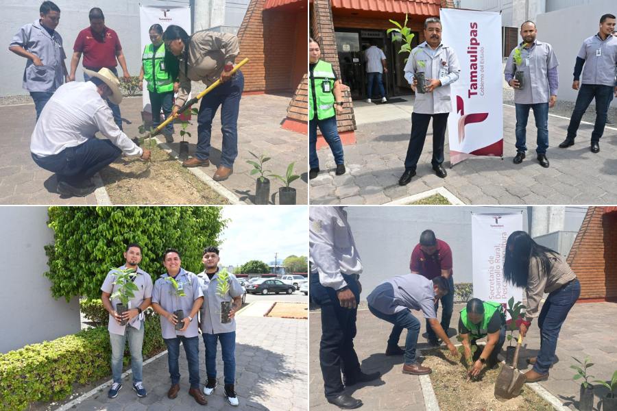 reforestación de áreas verdes en Tamaulipas