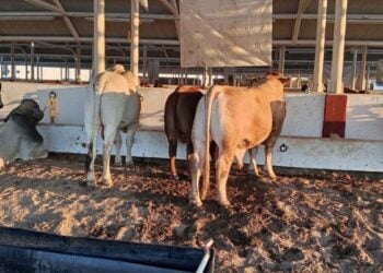 sequía en Matamoros